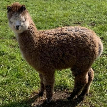 Alpaca out in the paddock