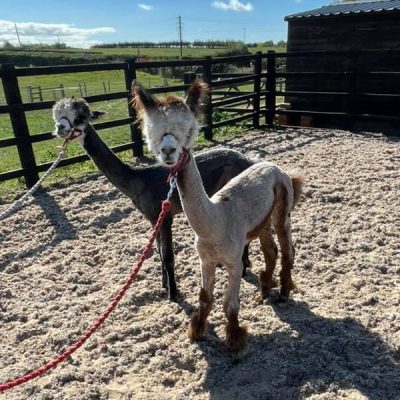 Alpacas ready for walking