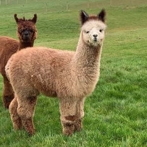 Woolly Alpacas