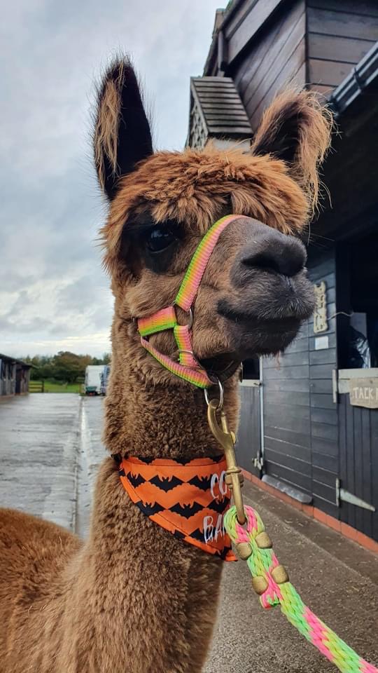 Alpaca Halloween