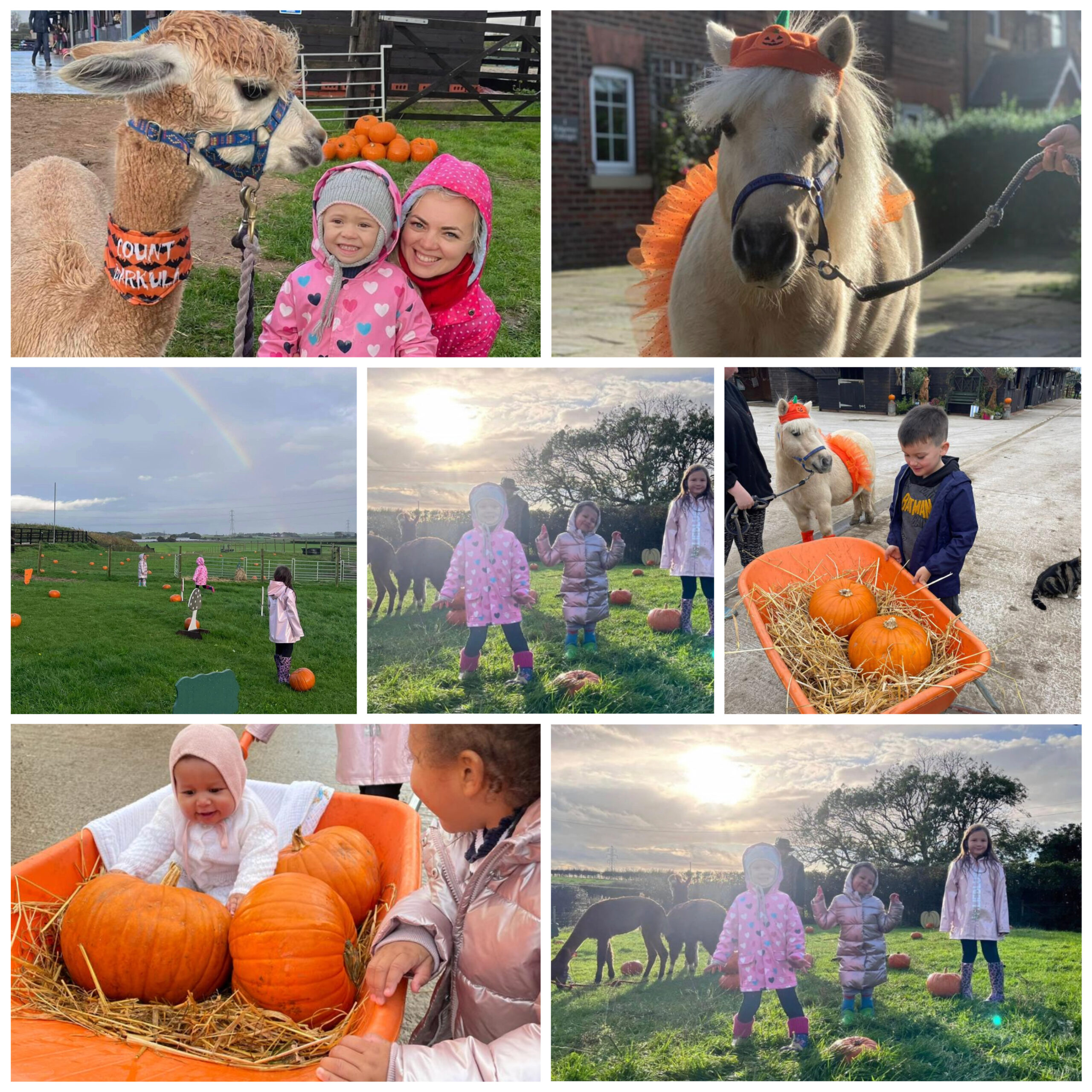 Santa and the Alpacas